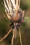 Florida dropseed